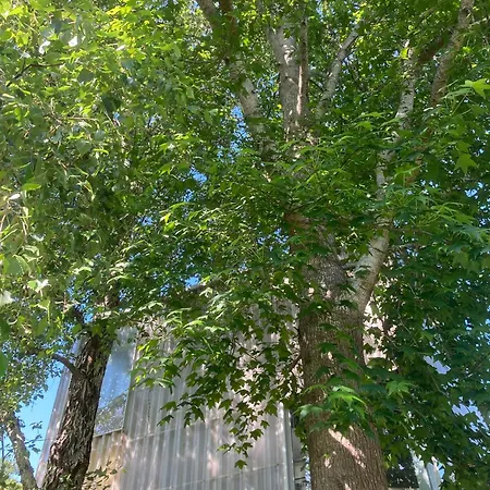 Casa-loft Suspendida Entre Arboles *